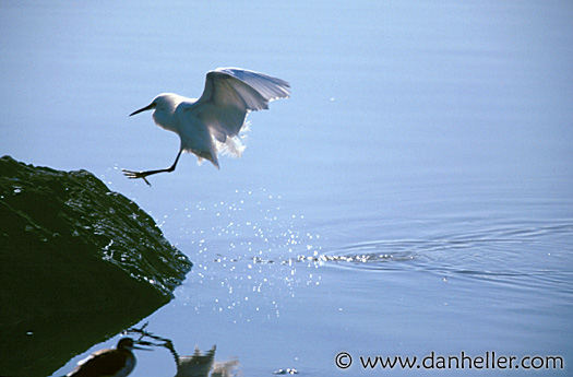 egret-landing.jpg