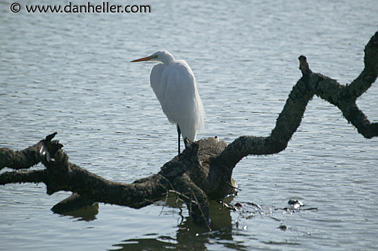 great-egret-1.jpg