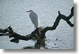 birds, california, egret, great, great egret, horizontal, marin, marin county, north bay, northern california, san francisco bay area, west coast, western usa, photograph