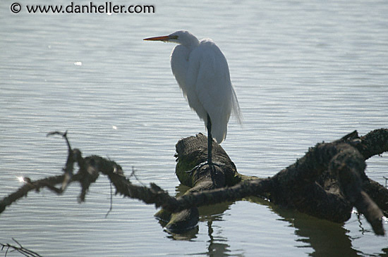 great-egret-2.jpg