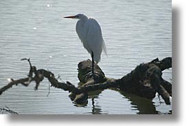 birds, california, egret, great, great egret, horizontal, marin, marin county, north bay, northern california, san francisco bay area, west coast, western usa, photograph