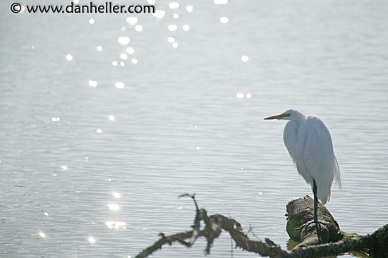 great-egret-3.jpg