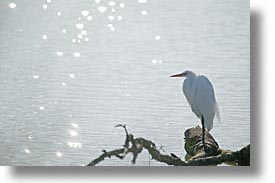 birds, california, egret, great, great egret, horizontal, marin, marin county, north bay, northern california, san francisco bay area, snowy egret, water, west coast, western usa, photograph