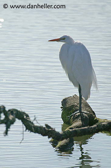 great-egret-4.jpg