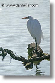 birds, california, egret, great, great egret, marin, marin county, north bay, northern california, san francisco bay area, snowy egret, vertical, water, west coast, western usa, photograph