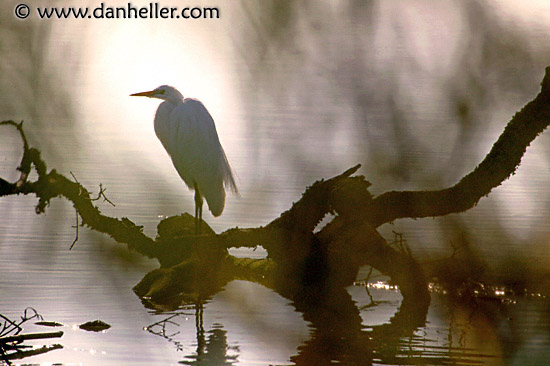 great-egret-5.jpg