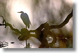 birds, california, egret, great, great egret, horizontal, marin, marin county, north bay, northern california, san francisco bay area, snowy egret, water, west coast, western usa, photograph