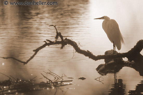 great-egret-6.jpg