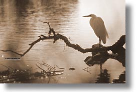 birds, california, egret, great, great egret, horizontal, marin, marin county, north bay, northern california, san francisco bay area, west coast, western usa, photograph