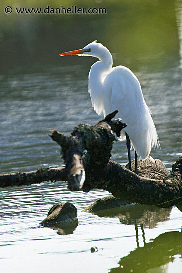 great-egret-7.jpg