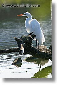 birds, california, egret, great, great egret, marin, marin county, north bay, northern california, san francisco bay area, snowy egret, vertical, water, west coast, western usa, photograph