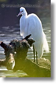 birds, california, egret, great, great egret, marin, marin county, north bay, northern california, san francisco bay area, snowy egret, vertical, water, west coast, western usa, photograph