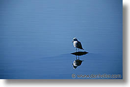 images/California/Marin/Birds/bird03.jpg