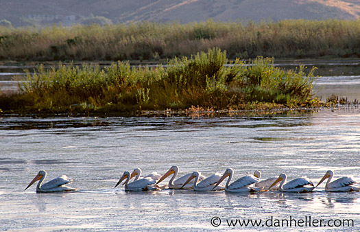 pelicans-a.jpg