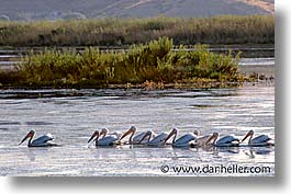 images/California/Marin/Birds/pelicans-a.jpg
