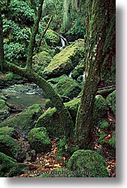 california, cataract, cataract falls, falls, marin, marin county, north bay, northern california, san francisco bay area, vertical, waterfalls, west coast, western usa, photograph