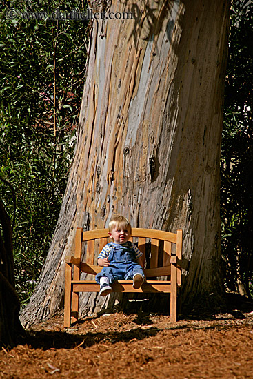 jack-bench-tree-1.jpg