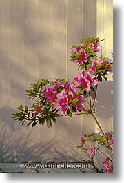 images/California/Marin/Flowers/azalea.jpg