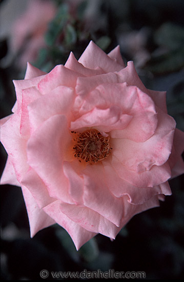cu-pink-rose.jpg