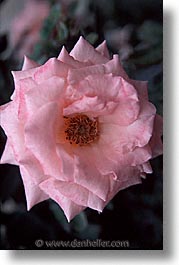 images/California/Marin/Flowers/cu-pink-rose.jpg