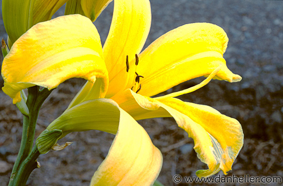 hemerocallis.jpg