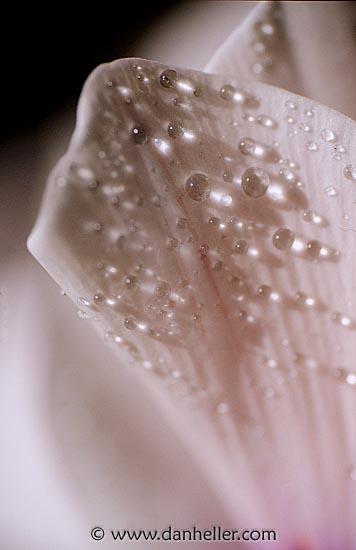 petal-drop-a.jpg