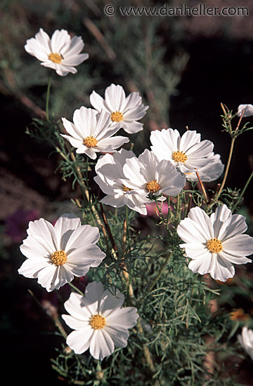 white-cosmos.jpg