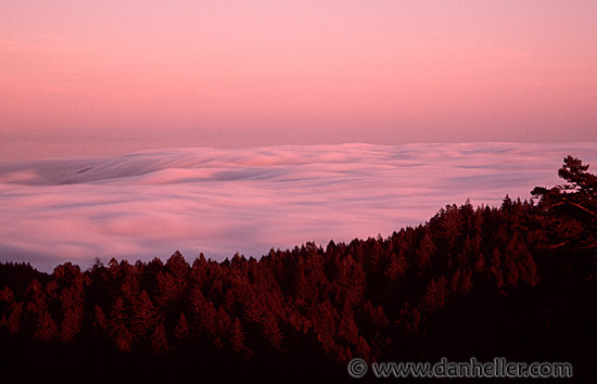pink-flowing-fog.jpg