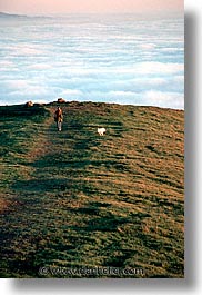 california, fog, hiking, marin, marin county, north bay, northern california, san francisco bay area, vertical, west coast, western usa, photograph