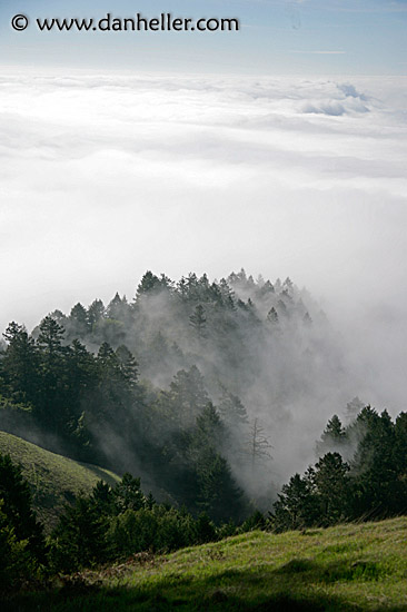 foggy-trees-1.jpg