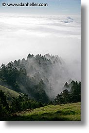 california, fog, foggy, marin, marin county, north bay, northern california, san francisco bay area, trees, vertical, west coast, western usa, photograph