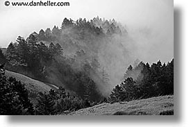black and white, california, fog, foggy, horizontal, marin, marin county, north bay, northern california, san francisco bay area, trees, west coast, western usa, photograph