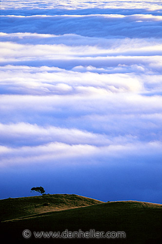 lone-fog-tree.jpg