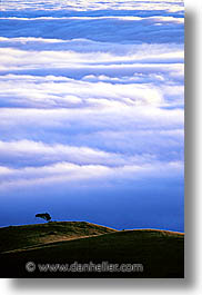 images/California/Marin/Fog/lone-fog-tree.jpg