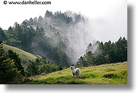 california, fog, foggy, horizontal, marin, marin county, north bay, northern california, sammy, san francisco bay area, trees, west coast, western usa, photograph