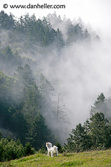 sammy-foggy-trees-2.jpg