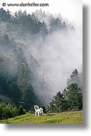 california, fog, foggy, marin, marin county, north bay, northern california, sammy, san francisco bay area, trees, vertical, west coast, western usa, photograph