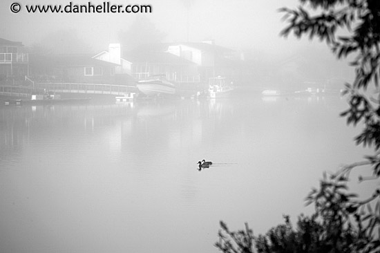 foggy-river-ducks.jpg