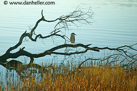 greenbrae-bird-on-branch.jpg