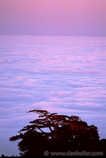 fog-morn-tree-1.jpg