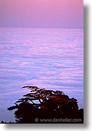 california, fog, headlands, marin, marin county, marin headlands, monterey pine, morning, north bay, northern california, san francisco bay area, trees, vertical, west coast, western usa, photograph