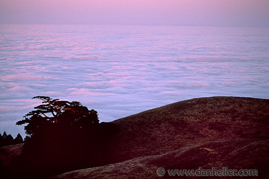 fog-morn-tree-2.jpg