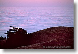 california, fog, headlands, horizontal, marin, marin county, marin headlands, monterey pine, morning, north bay, northern california, san francisco bay area, trees, west coast, western usa, photograph