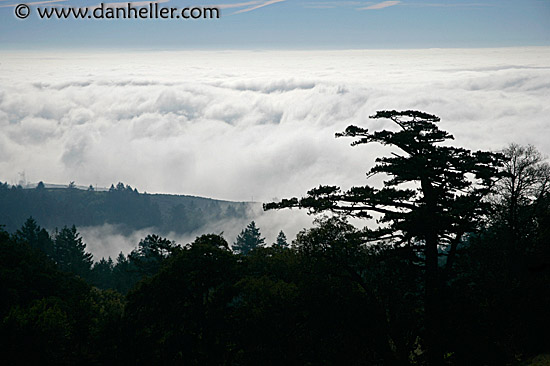 mont-pine-fog-sil.jpg