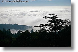 california, fog, headlands, horizontal, marin, marin county, marin headlands, monterey pine, monts, north bay, northern california, pines, san francisco bay area, silhouettes, west coast, western usa, photograph