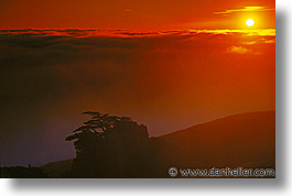 california, headlands, horizontal, marin, marin county, marin headlands, monterey, monterey pine, north bay, northern california, pines, san francisco bay area, west coast, western usa, photograph