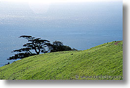 california, headlands, horizontal, marin, marin county, marin headlands, monterey, monterey pine, north bay, northern california, pines, san francisco bay area, west coast, western usa, photograph