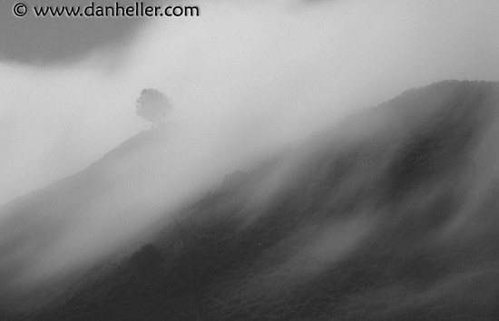 fog-tree-bw.jpg