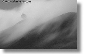 images/California/Marin/Headlands/fog-tree-bw.jpg