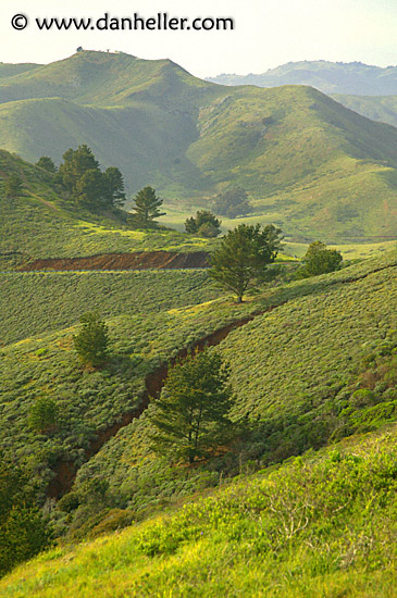 headlands-trees.jpg